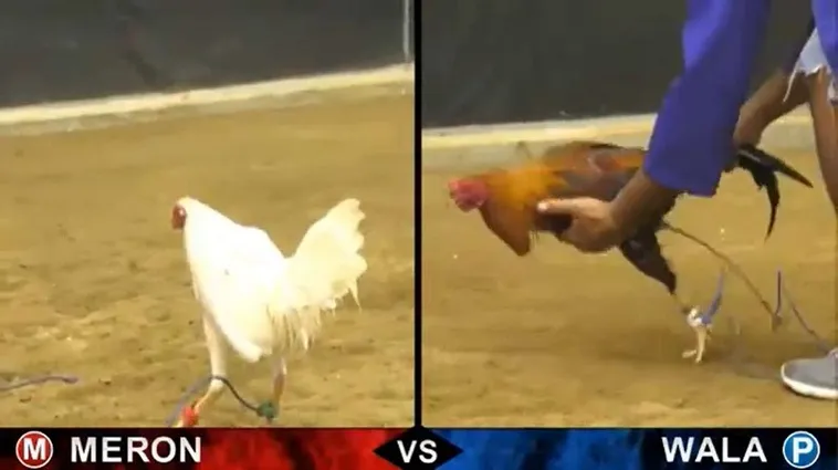 Bí Kíp Chơi Đá Gà Sabong Tại BongX9 Luôn Thắng Từ Các Cao Thủ 2 Bí Kíp Chơi Đá Gà Sabong Tại BongX9 Luôn Thắng Từ Các Cao Thủ